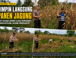 Pimpin Langsung Panen Jagung, AKP Johan Atang Buktikan Komitmen Polri Dukung Ketahanan Pangan di Lolayan