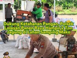 Dari Lahan Kosong Jadi Lumbung Pangan: Polsek Lolayan Panen Hampir 2 Ton Jagung Dukung Ketahanan Pangan Nasional