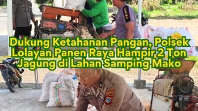 Dari Lahan Kosong Jadi Lumbung Pangan: Polsek Lolayan Panen Hampir 2 Ton Jagung Dukung Ketahanan Pangan Nasional